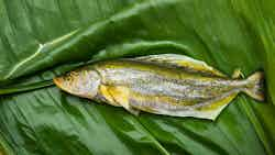 Mustard Hilsa In Banana Leaf (shorshe Ilish Paturi)