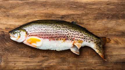 Plav Lake Trout With Almond Crust